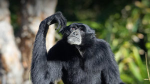 photo - siamang monkey, all black hair color, with deep set reddish eyes, short muzzle, small nose, and white, grey hair around mouth, with hand resting on head, he's looking up, as if contemplating what to do