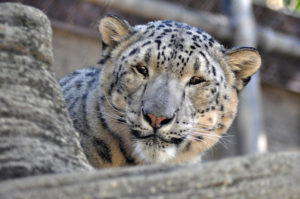 Snow Leopard Louisville Zoo