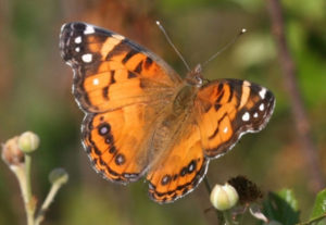 photo - american lady butterfly with fanned out wings, orange, with black markings, white markings, with small dots of purple in black spot, can see body, head and antennae, flitting about