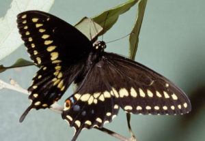 photo - black swallow tail butterfly with black color wings with white dotted shapes on wings, with touch of blue spots, body, head can be seen and antennae, sitting on a leaf
