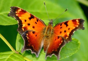 photo - comma butterfly with fanned wings that are orange, with blk dots, trim edges, fluted edges, show full body, with head and antennae, sitting on a leaf