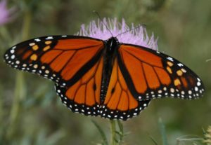 photo - monarch butterfly with orange, black, white designs on fanned out wings, shows body, head and antennae, while sitting on a flower