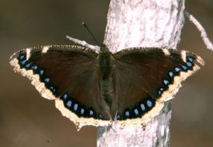photo - mourning cloak butterfly with black color wings, with white trim edges, with blue dots lining the edges, shows body, head and antennae, sitting on tree branch