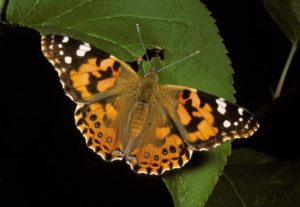 photo - painted lady butterfly, has brown, black, white designs on wings, fluted edges, show brown body, head and antennae, sitting on green leaf
