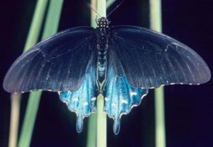 photo - pipevine swallowtail butterfly with wings fanned out, 2 wings very dark blue color, tail wings are light blue with white dots lining edges, you can see body, head and antennae, sitting on green stem, tail wings look like tear dropping from the main wings