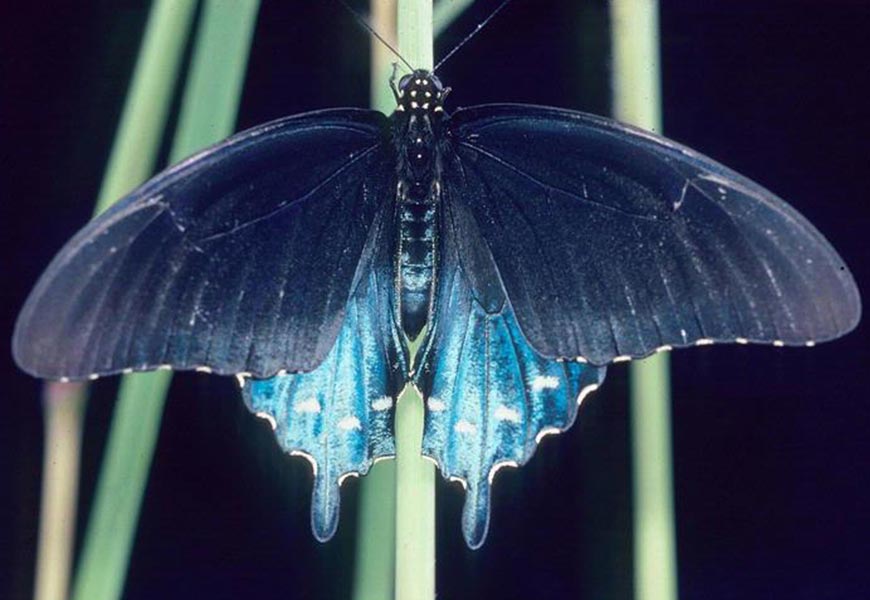 BF_PipevineSwallowtail