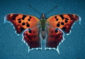 photo - question mark butterfly with orange color wings, dotted with blk spots, has blue edge trim on wings, you can see body, head and antennae