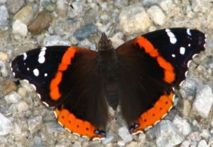 photo - red admiral butterfly with black color wings with white or red lines of spots, with white edge trim on wings, you can see body, head and antennae of the butterfly