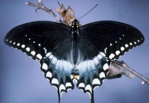 photo - spicebush swallow tail butterfly, with black wings, dotted with white spots, flutted edges, shows body, head and antennae, while it sits on a branch