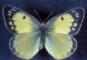 photo - sulphur butterfly with blue tipped wings, yellow, bluish colors dotted wiwth white shapes, blue/yellow dots, shows body, head and purple antennae of the butterfly