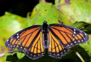 photo - viceroy butterfly with fanned out orange, black, white designs on wings, shows body, head, antennae of the butterfly, sitting on a leaf