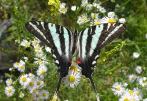 photo - zebra swallow tail butterfly with fanned out black, bluish, stripes, shapes, plus 2 red shapes, on wings, shows body, head and yellow antennae, sitting on little white flowers
