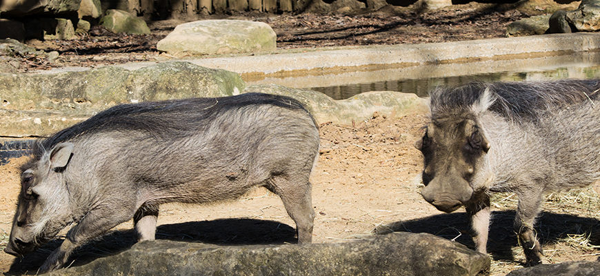 banner - digger and riggs, the warthogs, in their enclosure, grey hair, with black hair going from head to rear on their backs, 2 large tusks protrude from sides of mouth, have short tails, grey ears,