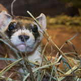 photo - black footed ferret, rigatoni, full face with brown head fur, black fur mask across eyes, muzzle is white fur, with blk nose, pink chin, two grey ears, looking out between the grass in his yard