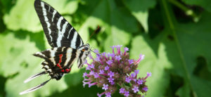 photo - black, white, red strip design on butterfly, who taking nectar from the purple flowers its landed on to drink