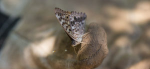 photo - multi designed grey, black, brown wings butterfly (moth?) sitting on rock,