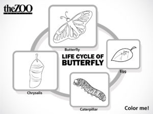 graphic - coloring black/white page of life cycle of butterfly in 4 images from egg to butterfly