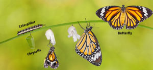 image - caterpillar/butterfly life cycle, from caterpillar to chrysalis to butterfly, with images of each stage