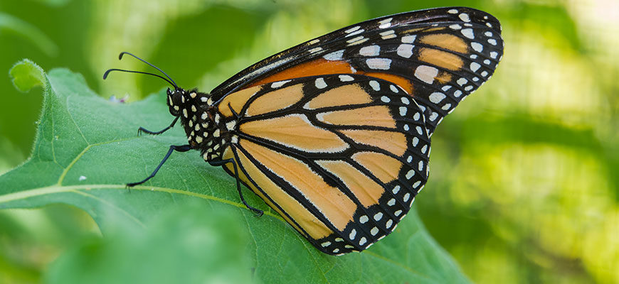 photo - monarch butterfly with orange, black and white designs on wings, shows body, legs and antennae, sitting on green leaf