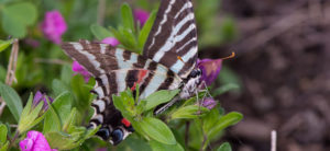 photo - butterfly with black, white, red stripes on its wings, you can see its body and face with 2 bulging eyes, and antennae, sitting on purple flowers and leaves