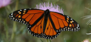 photo - close up of butterfly with wings fanned out, orange, black, white, brown colors in various designs on wings, you can see how long body is