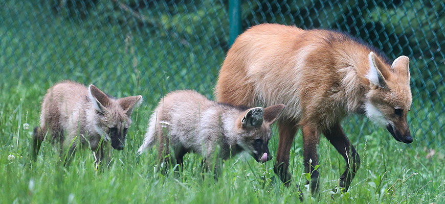 Maned Wolf Mother and Cubs 2017