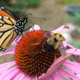 photo - native pink pedel flower with red prickly center, with monarch butterfly and bumble bee looking to get nectar or pollen from this wildflower