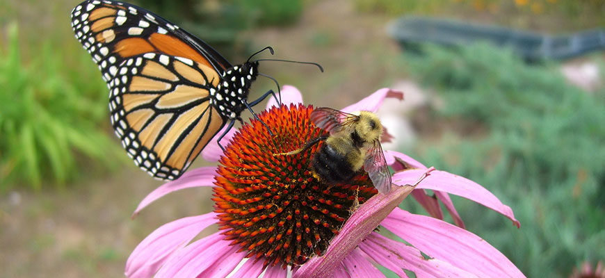 photo - native pink pedel flower with red prickly center, with monarch butterfly and bumble bee looking to get nectar or pollen from this wildflower