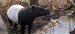 photo - black white tapir, has curved forehead to long snout, black ears that has white tips, standing in its enclosure