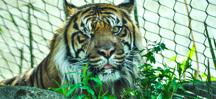 photo - head shot of new sumatran tiger, with yellow, black, white stripes all over face, all white ring of fur around neck, 1 yellow eye, other eye is gone, pink nose, pink tongue showing in mouth, very handsome fella