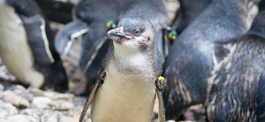 banner - little blue penguin, with white breast, neck feathers, rest is blue feathers, blk beak, small eyes, standing alone, with crowd in the background