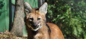 photo - head shot of maned wolf, 2 very large ears, with long brown muzzle, black nose, with white neck fur below mouth, background is green trees, bushes