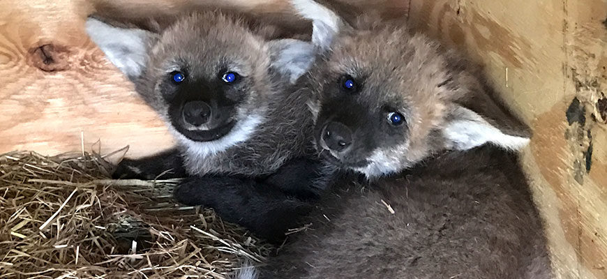 photo - two maned wolf pups that were born at zoo, greyish face fur, black muzzles, with large grey/white ears, white neck fur, blue eyes in photo, very cute pups