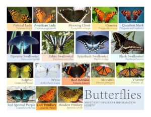 graphic - lists butterflies with photo, common name, scientific name, for zoo checklists