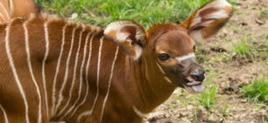 photo - young bongo head, body shot; body has white stripes going down back/body; 2 very large ears, with white fur line across bridge of muzzle, with dark eyes, short muzzle, black nose, tongue hanging out of mouth