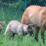 photo - brown, white female mom wolf, walking with 2 greyish, brown wolf pups, in tall grass in their enclosure