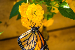 photo - yellow tiny individual flowers in ball shape, with orange, yellow ,white, black butterfly drinking nectar from it, background is green leaves and blurred flowers