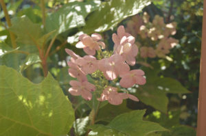 photo - alice & ellen hugg Hydrangea, pinkish flowers, with big pointed leaves, sitting in the shade of the bushes