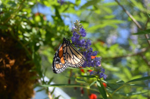 photo - orange, white, yellow monarch butterfly sitting on a branch of purple flowers