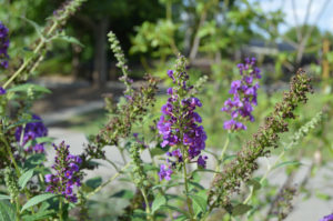 photo - a group of black knight butterfly bushes, has purple flowers with green stems and leaves