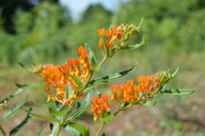 photo - butterfly weed very tiny orange flowers, with green stems and leaves