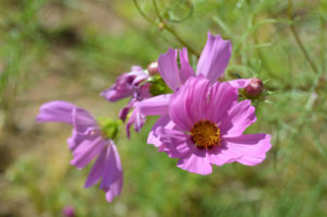 photo - blooming light purple cupcake cosmos flowers, showing the inside of the blooms