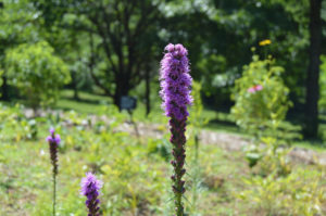 photo - Blazing star single flower in a garden at the zoo