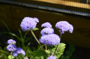 photo - group of purple artist blue ageratum flowers