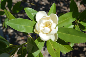 photo - white flower with many open pedals, that grows out w/long, bright green leaves behind it