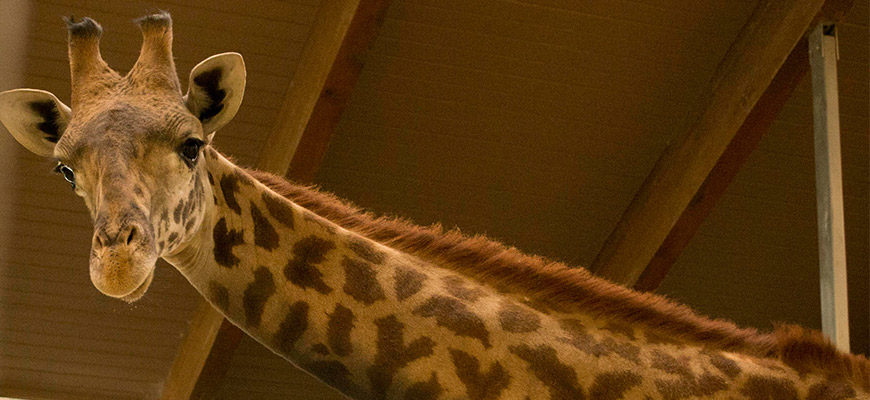 photo - baridi the giraffe, head shot w/partial long neck, with brown mane, yellow color with dark spots, full face, 2 horns, 2 large ears, two inquisitive eyes, long muzzle, has that look of what's up