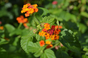 photo - very tiny orange flowers, with pink buds, has green leaves,