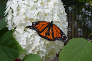 photo - white annabelle hydrangea with orange, black, white, monarch butterfly sitting on flower,