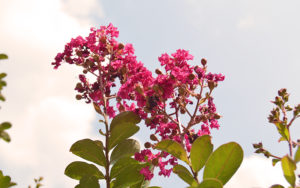 photo - background very bright blue w/white puffy clouds, tonto red crepemyrtle flowers, with stems and green leaves