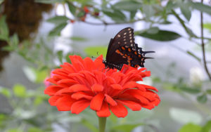photo - orange, black, white, winged monarch swallowtail butterfly, sitting on a red/orange pedal flower, with greenery background of leaves